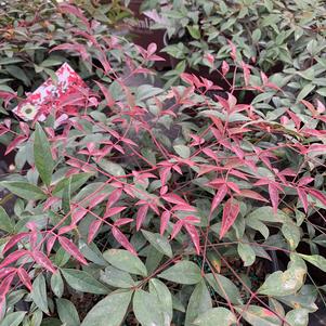 Nandina domestic Flirt™ (PP21391) 