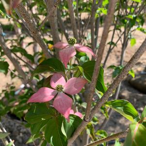 Cornus kousa Scarlet Fire ®(pp28311) 