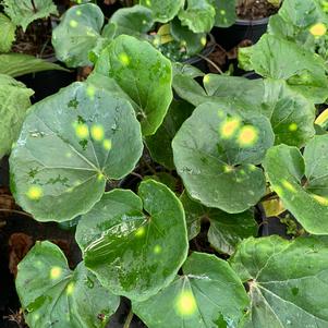 Ligularia tussilanginea Aureo Maculata