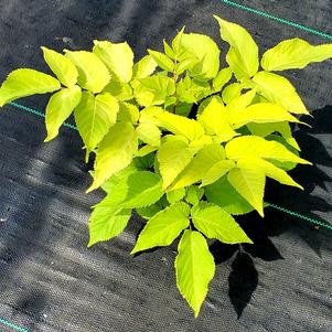 Aralia cordata Sun King