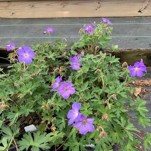 Geranium Johnson's Blue