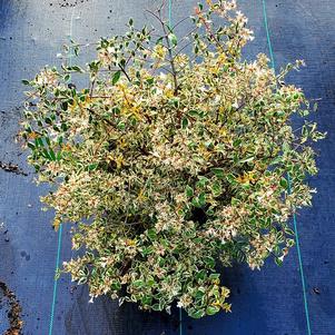 Abelia x grandiflora Miss Lemon™ 