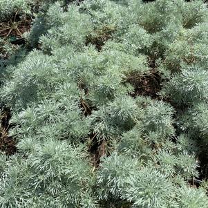 Artemisia schmidtiana Silvermound