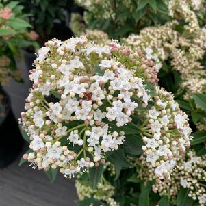 Viburnum tinus Spring Bouquet