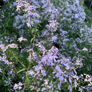 Aster cordifolius Avondale