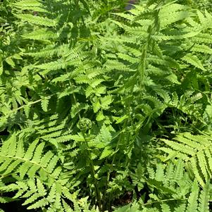 Fern-Matteuccia struthiopteris 