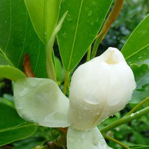 Magnolia virginiana Moonglow