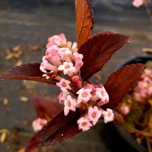 Viburnum X Sweet Talker® (bodnan. x suspensum)(PP33229) 