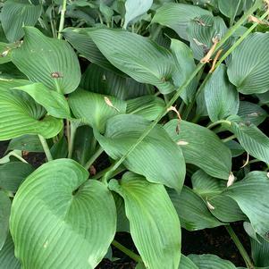 Hosta Blue Angel