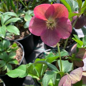 Helleborus Rome in Red