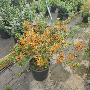 Pyracantha coccinea Lowboy