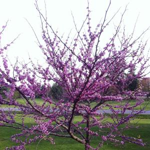 Cercis canadensis 