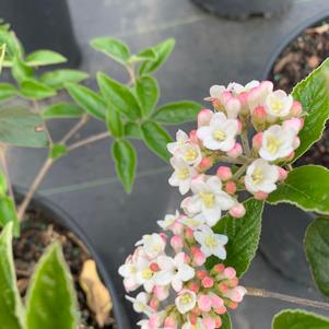 Viburnum x burkwoodii 