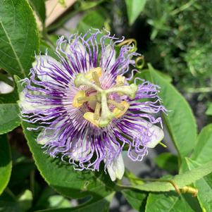 Passiflora caerulea 