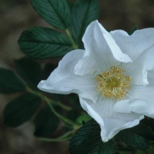 Rosa rugosa Alba