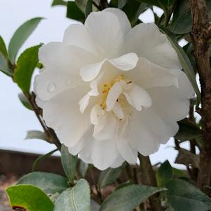 Camellia sasanqua Autumn Rocket