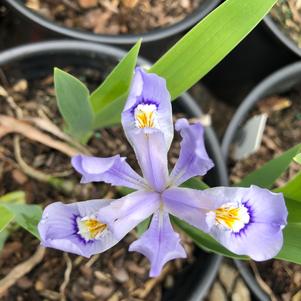 Iris cristata 