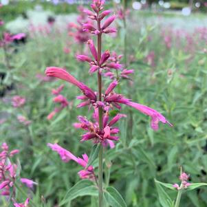 Agastache rupestris Rosie Posie