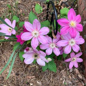 Clematis Alaina