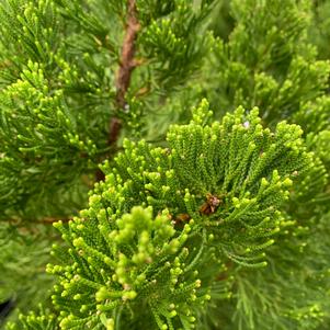 Juniperus chinensis Torulosa Hollywood