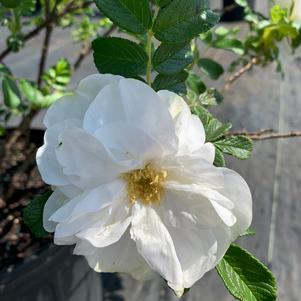 Rosa Rugosa Blanc De Coubert