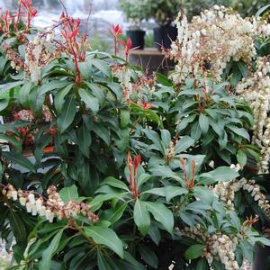 Pieris japonica Mountain Fire