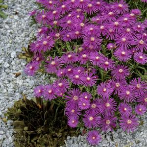 Delosperma cooperi 