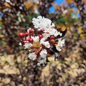 Lagerstroemia Thunderstruck™ White Lightning™ 