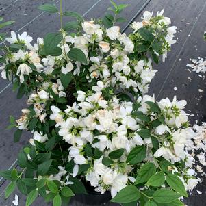 Philadelphus virginalis Snowbelle