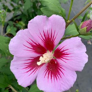 Hibiscus syriacus Orchid Satin PP 27285 