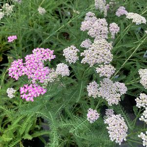 Achillea millefolium Ortel's rose