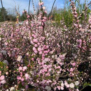 Prunus glandulosa 