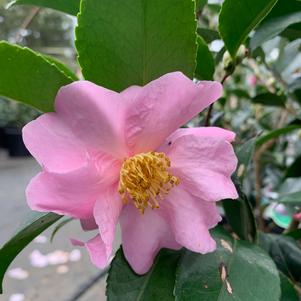 Camellia sasanqua Maidens Blush