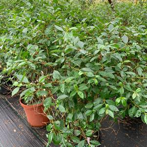 ILEX VERTICILLATA JIM DANDY