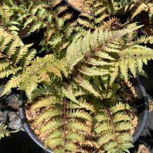 Fern-Athyrium niponicum 