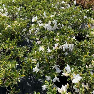 Azalea-Rhododendron Southern Indica hybrid G.G. Gerbing (Mrs.)