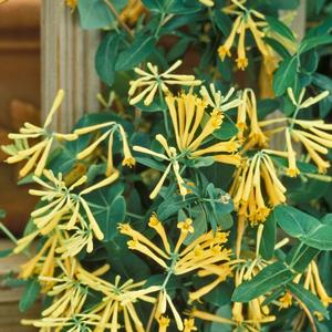 Lonicera sempervirens John Clayton