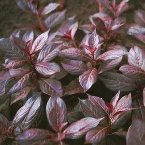 Weigela florida Midnight Wine® 