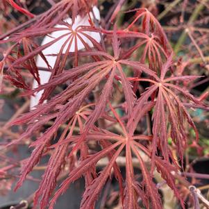 Acer palmatum Tamukeyama