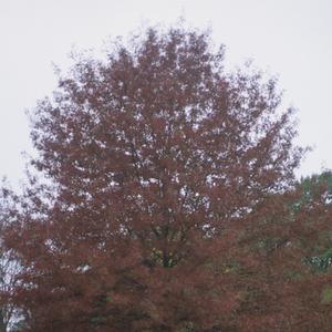 Quercus coccinea 