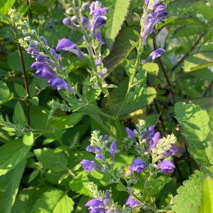 Scutellaria incana 