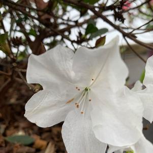 Azalea-Rhododendron Encore®Autumn Ivory®PP25046 