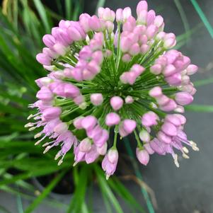 Allium millenium 