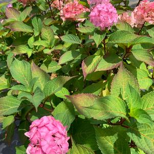 Hydrangea serrata Preziosa