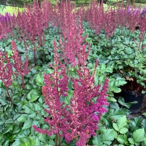 Astilbe chinensis Purple Rain