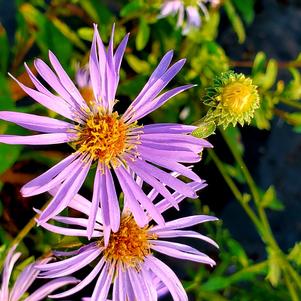 Aster spectabilis 