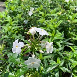 Phlox paniculata Babydoll White