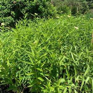 Asclepias incarnata Ice Ballet