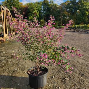 Lespedeza Little Volcano