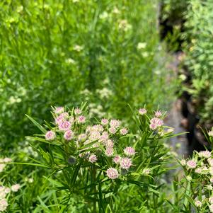 Pycnanthemum tenuifolium Narrow-Leaf Mint 